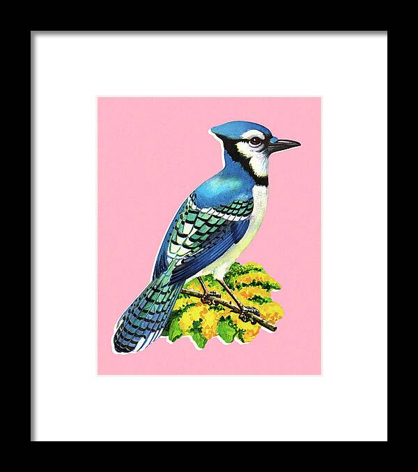 Animal Framed Print featuring the drawing Blue Jay by CSA Images