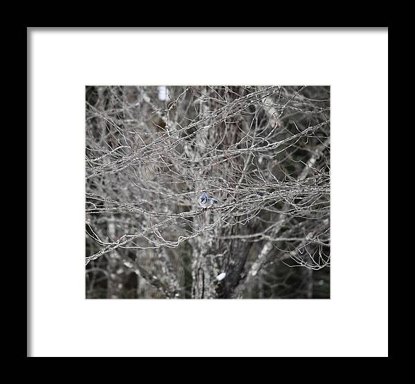 Bird Framed Print featuring the photograph Blue Jay in a Tree by Hella Buchheim