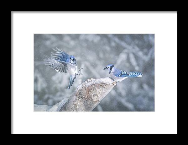 Blue Jays Framed Print featuring the photograph Blue Jays by Larry Deng
