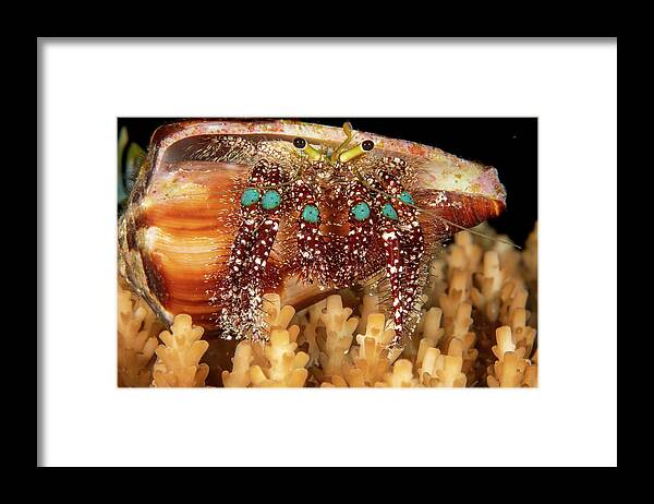 Animal Framed Print featuring the photograph Blue Knee Hermit Crab Prefers Shells With Narrow Openings by David Fleetham / Naturepl.com