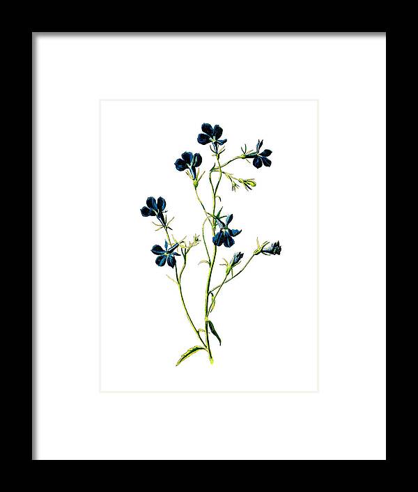 Flower Framed Print featuring the mixed media Blue Lobelia Flower by Naxart Studio