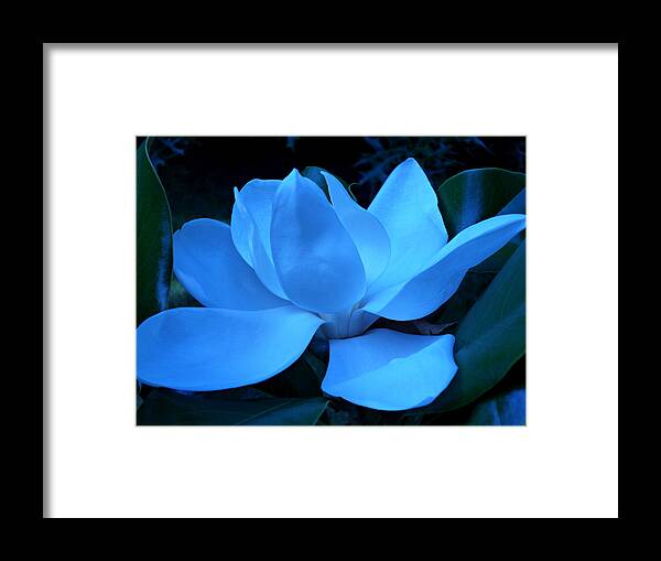 Magnolia Bloom Framed Print featuring the photograph Blue Magnolia by Mike McBrayer