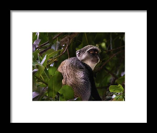 Monkey Framed Print featuring the photograph Blue monkey, Zanzibar by Lyl Dil Creations