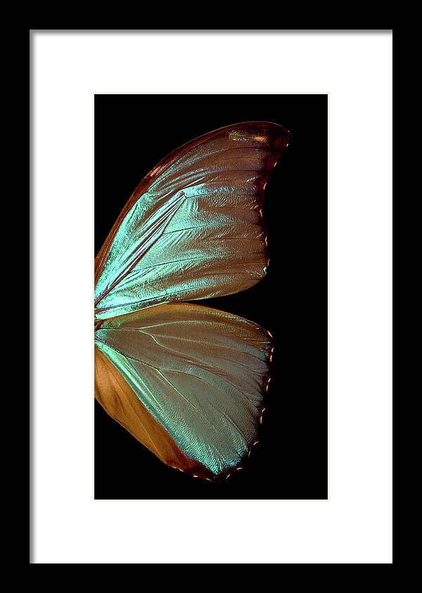 Insect Framed Print featuring the photograph Blue Morpho Butterfly Wing by Jcarroll-images