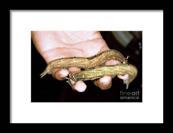 Caterpillars Framed Print featuring the photograph Blue Morpho Caterpillars by Dr Morley Read/science Photo Library