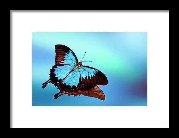 Animal Themes Framed Print featuring the photograph Blue Mountain Swallowtail Butterfly by Darrell Gulin
