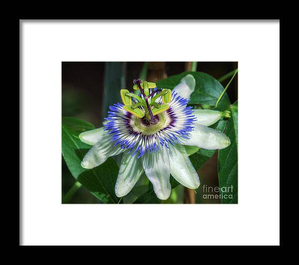 Blue Passion Flower Framed Print featuring the photograph Blue Passion Flower by Priscilla Burgers