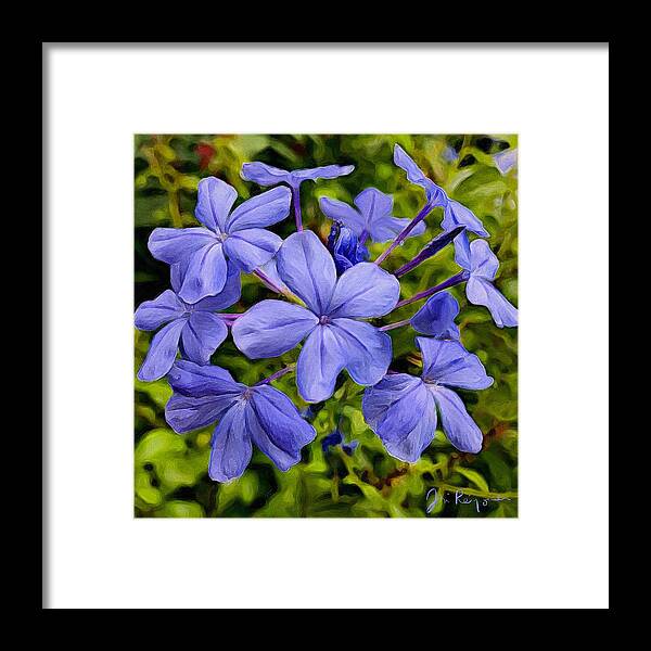 Blue Plumbago Framed Print featuring the photograph Blue Plumbago Flowers by Jori Reijonen