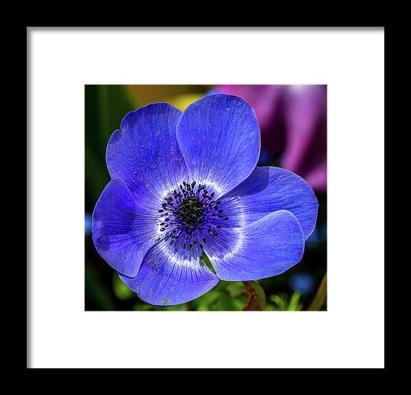 Blue Framed Print featuring the photograph Blue Poppy by Susie Weaver