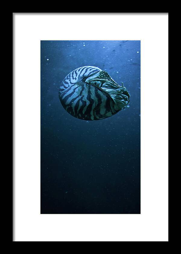 Underwater Framed Print featuring the photograph Blue Snail by © Marc Mateos