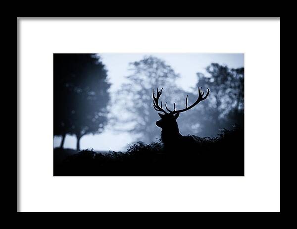 Animal Themes Framed Print featuring the photograph Blue Stag by Markbridger