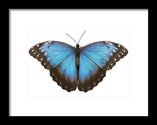White Background Framed Print featuring the photograph Blue Tropical Butterfly On White by Rinocdz