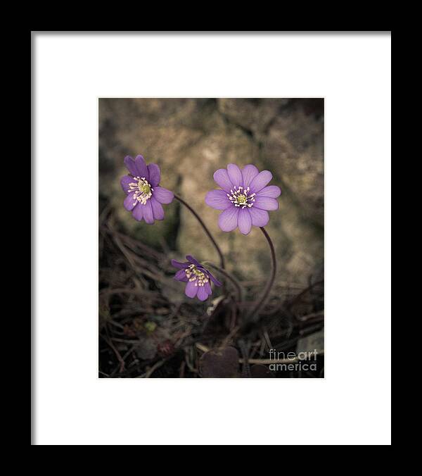 Common Framed Print featuring the photograph Blue violet anemone flower growing in a stone wall by Amanda Mohler