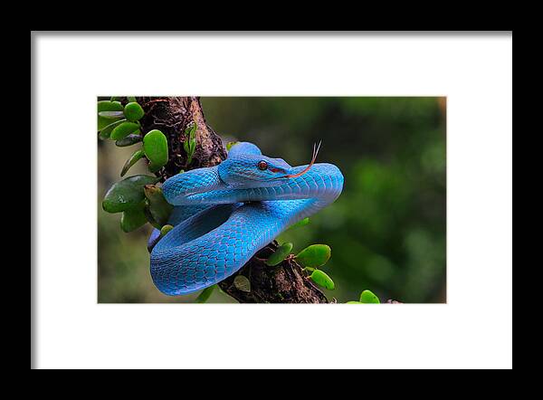 Animal Framed Print featuring the photograph Blue Viper by Teguh Aria Djana