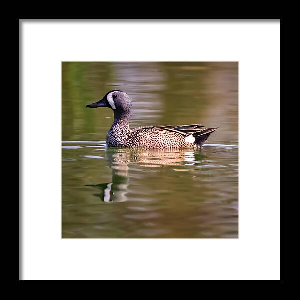 Duck Framed Print featuring the photograph Blue Winged Teal by JASawyer Imaging