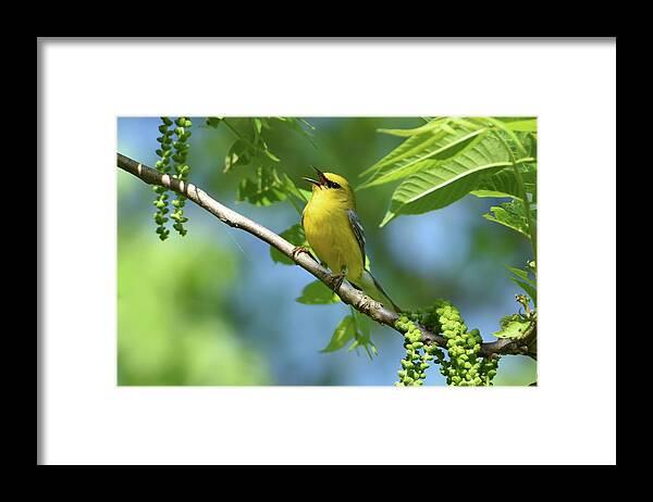 Warbler Framed Print featuring the photograph Blue-Winged Warbler by Ann Bridges