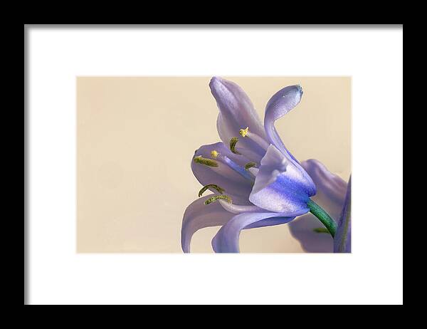 Bluebell Framed Print featuring the photograph Bluebell flower by Paul Cowan
