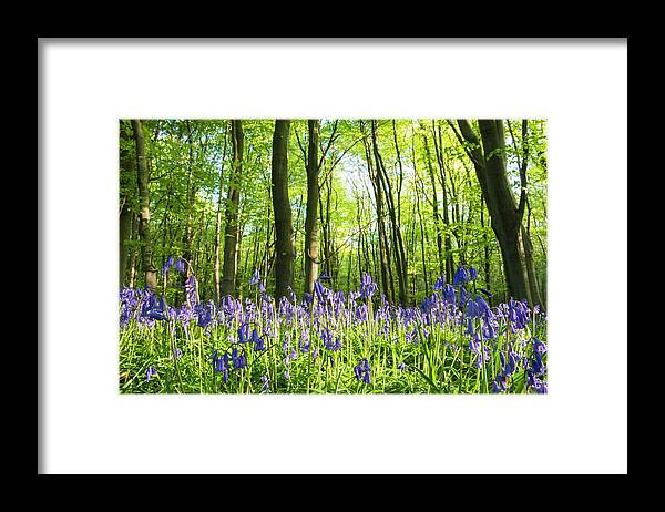 Tranquility Framed Print featuring the photograph Bluebells In Beech Woods by James Warwick