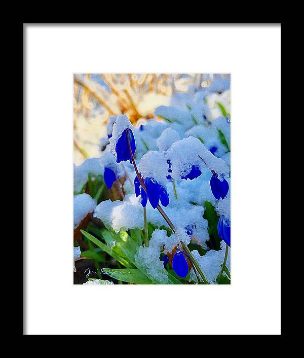 Brushstroke Framed Print featuring the photograph Bluebells in Snow by Jori Reijonen