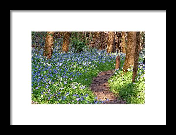 Path Framed Print featuring the photograph Bluebells by Robert Charity
