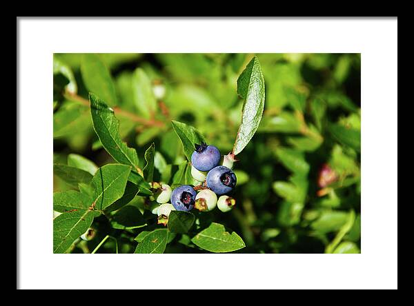 Peaked Mountain Framed Print featuring the photograph Blueberries by Rockybranch Dreams