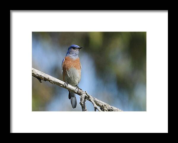 Western Bluebird Framed Print featuring the photograph Bluebird Of Happiness 3 by Fraida Gutovich