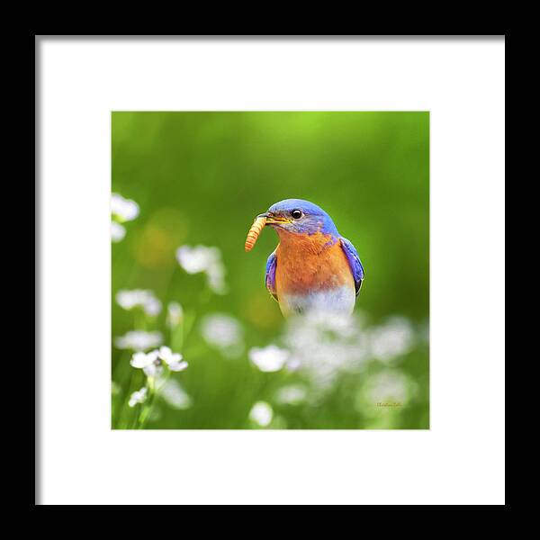Bluebird Framed Print featuring the photograph Bluebird with Worm Square by Christina Rollo