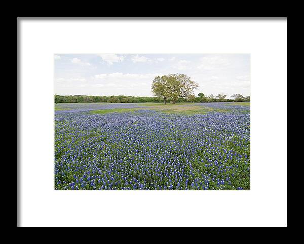 Grass Framed Print featuring the photograph Bluebonnets All Around by Earleliason