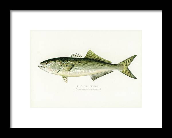 David Letts Framed Print featuring the drawing Bluefish by David Letts