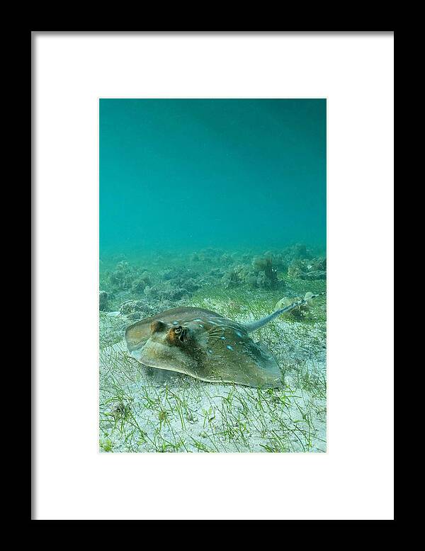 Blue Spotted Ray 
Underwater Framed Print featuring the photograph Bluespottedray by Serge Melesan