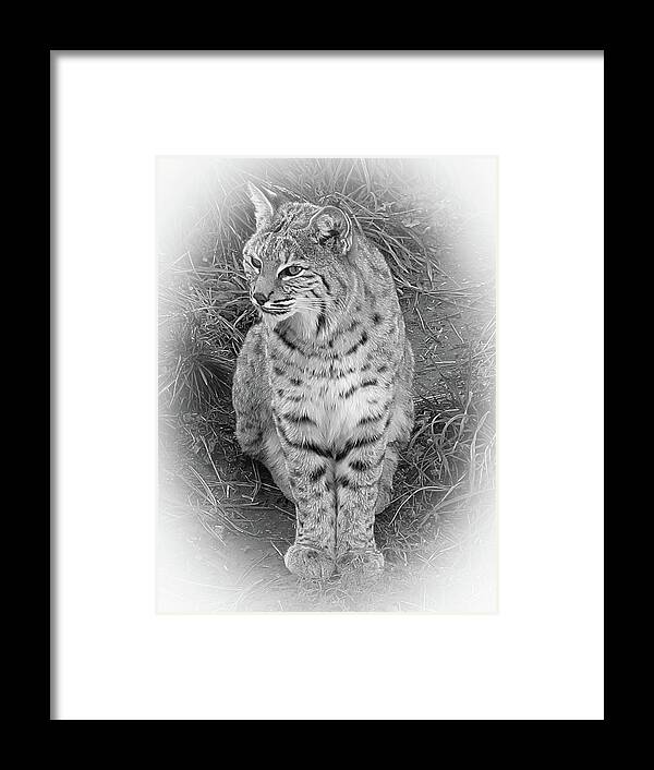 Bobcat Framed Print featuring the photograph Bobcat waiting by Robert Blandy Jr