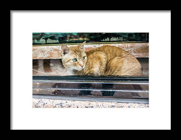 Bronx Framed Print featuring the photograph Bodega Cat by KC Hulsman