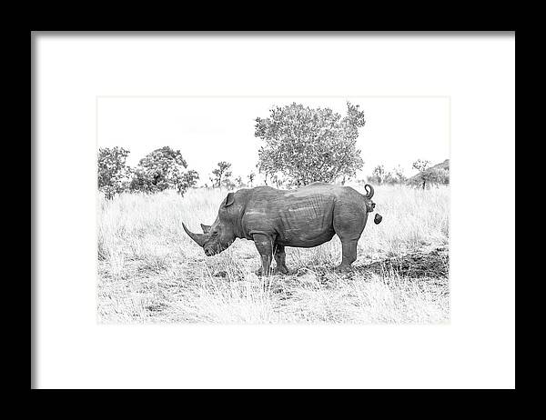 Rhino Framed Print featuring the photograph Bomb's Away by Hamish Mitchell
