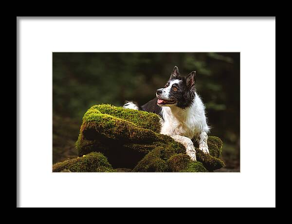 #border Framed Print featuring the photograph Border Collie Soaking Up The Serene Forest Escape: A Green Oasis by Davorin Baloh