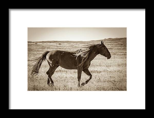  Wild Horses Framed Print featuring the photograph Born to be wild by Mary Hone