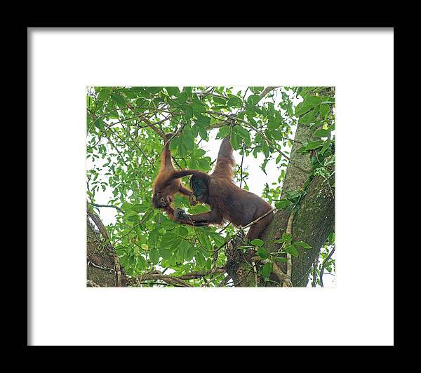 Animal Framed Print featuring the photograph Bornean Orangutan Mother In Tree With Baby Hanging From by Adrian Davies / Naturepl.com