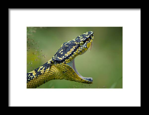 Macro Framed Print featuring the photograph Borneo Viper by Rooswandy Juniawan