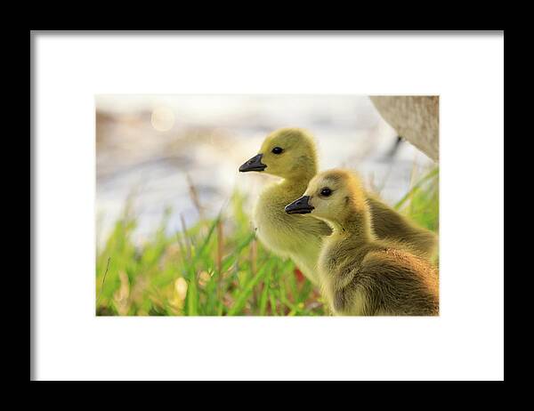 Goslings Framed Print featuring the photograph Boston Goslings by Rob Davies
