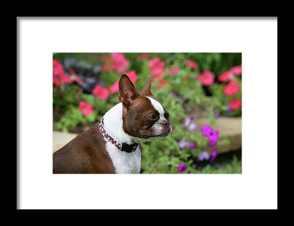 Animals Framed Print featuring the photograph Boston Terrier 21 by Bob Langrish