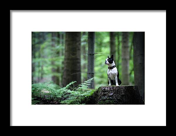 Pets Framed Print featuring the photograph Boston Terrier Sitting On A Stub In The by Tereza Jancikova