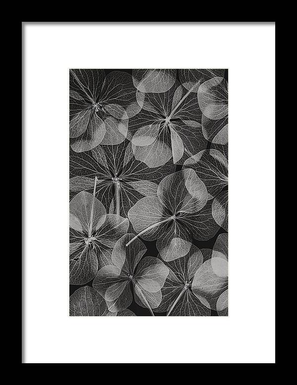 #1xbotanical Framed Print featuring the photograph Botanical #48 by Lenka