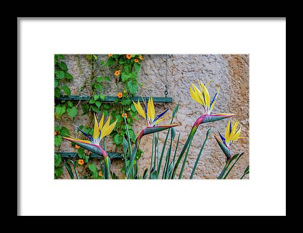 Bird Of Paradise Framed Print featuring the photograph Botanical Art by Marcy Wielfaert