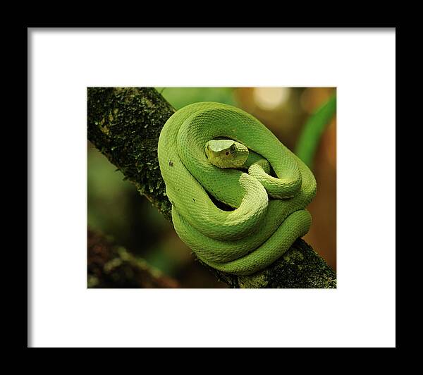 Animal Themes Framed Print featuring the photograph Bothriopsis Bilineata by Andrew M. Snyder