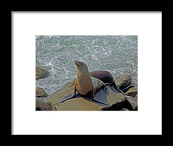 Seal Framed Print featuring the photograph Boulder for Two by Lynda Lehmann