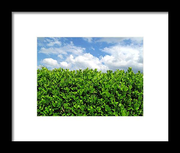 Clear Sky Framed Print featuring the photograph Box Hedge by Fotolinchen