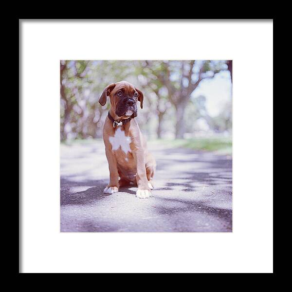 Pets Framed Print featuring the photograph Boxer Puppy by Diyosa Carter