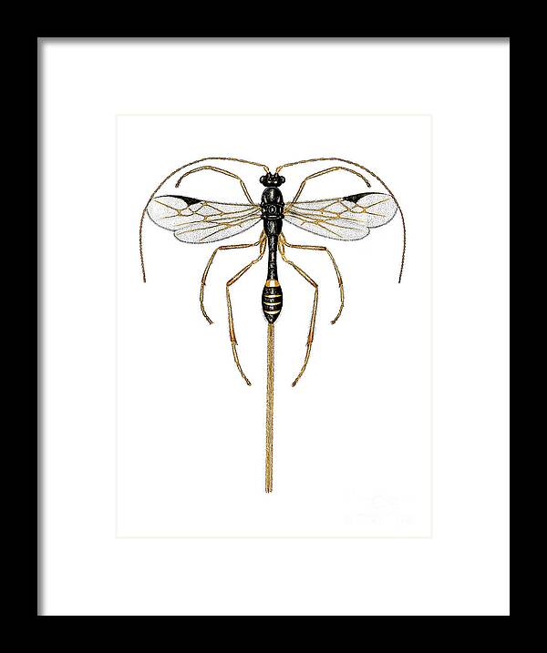 Animal Framed Print featuring the photograph Braconid Wasp by Dr Keith Wheeler/science Photo Library