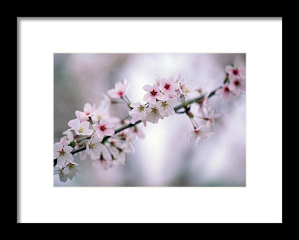 Celebration Framed Print featuring the photograph Branch Of Cherry Blossoms by Ooyoo