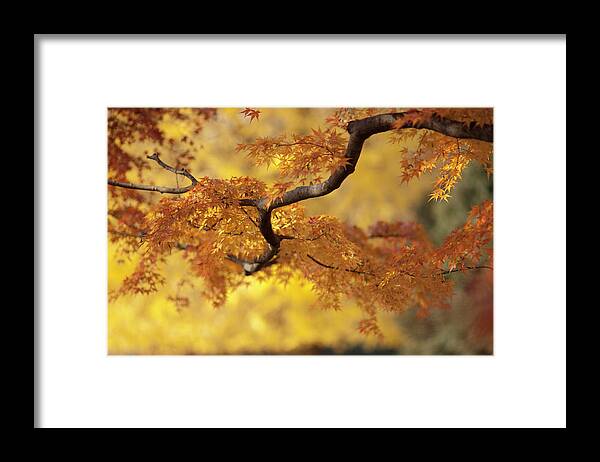 Orange Color Framed Print featuring the photograph Branch Of Japanese Maple In Autumn by Benjamin Torode