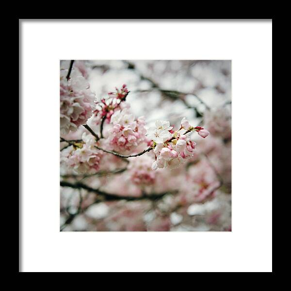 Tranquility Framed Print featuring the photograph Branches With Cherry Tree Blossoms by Danielle D. Hughson